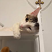 Berto joined the competition — help win amazing prizes! abyssinian, accessories, animal, bead, cat, closet, cross, cupboard, drawer, furniture, hardwood, jewelry, kitten, manx, necklace, person, pet, shelf, symbol, wood