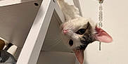 Berto is registered to the contest to win money with this photo: abyssinian, accessories, adult, animal, cat, cross, drawer, furniture, jewelry, kitten, male, man, manx, necklace, person, pet, plywood, shelf, symbol, wood