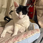 Coco is registered to the contest to win money with this photo: cat, black_and_white, pet, indoor, blanket, cozy, furniture, curtain, relaxed, animal, whiskers, ears, face, fur, domestic_cat, resting, home, cute, soft, sitting