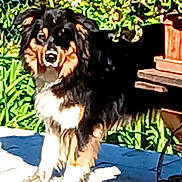 Valoma participe au concours pour gagner de l'argent avec cette photo : dog, pet, outdoor, garden, greenery, grass, flower, plant, patio, tile, animal, fur, canine, nature, daylight, sunlight, bench, curious, standing, backyard