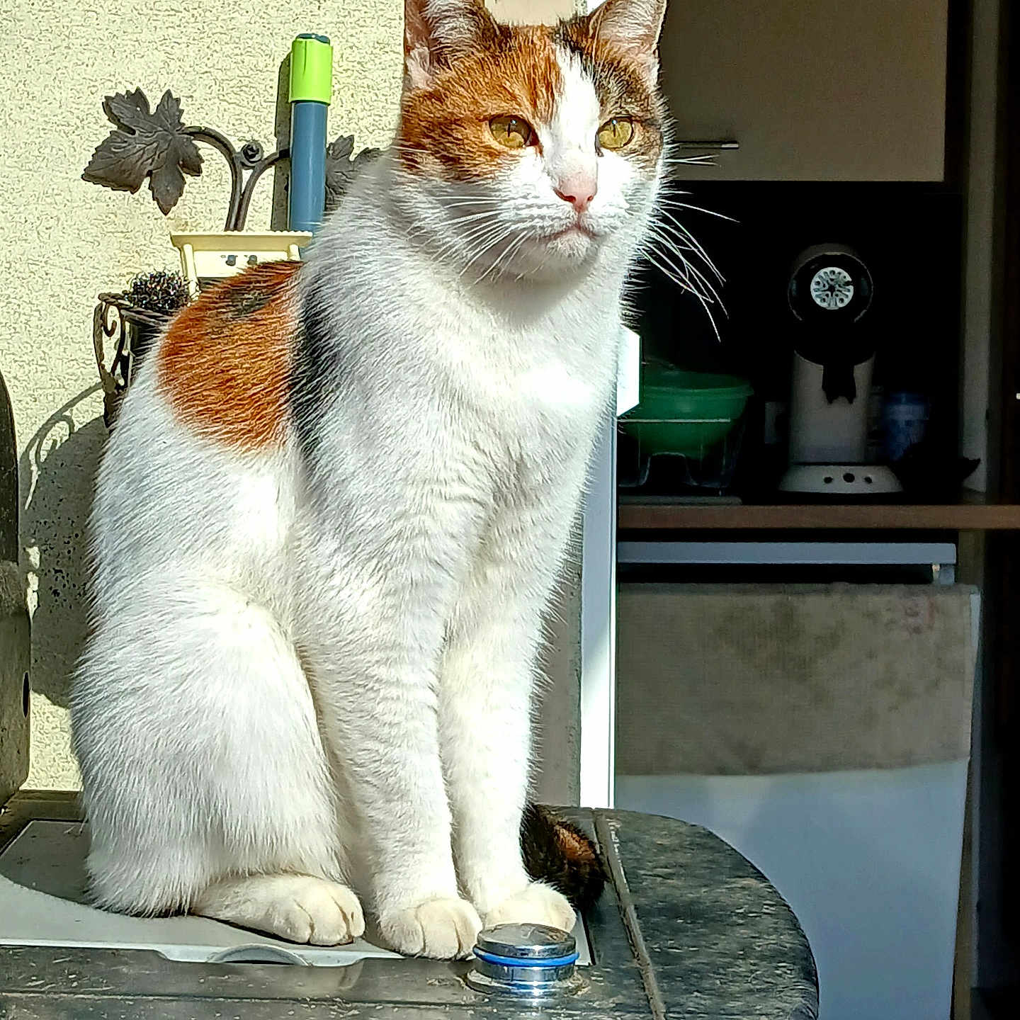 Mïa participe au concours pour gagner de l'argent avec cette photo : cat, calico_cat, animal, pet, sitting, sunlight, indoor, outdoor, metal_surface, household_items, shadow, fur, whiskers, ears, eyes, calm, contemplative, feline, domestic_cat, closeup