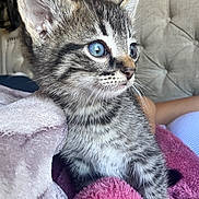 Tigre is registered to the contest to win money with this photo: kitten, tabby, blue_eyes, close_up, fur, whiskers, blanket, bedroom, cozy, soft_texture, pet, young_animal, indoor, curious, animal_portrait, feline, domestic_cat, cute, small_animal, resting