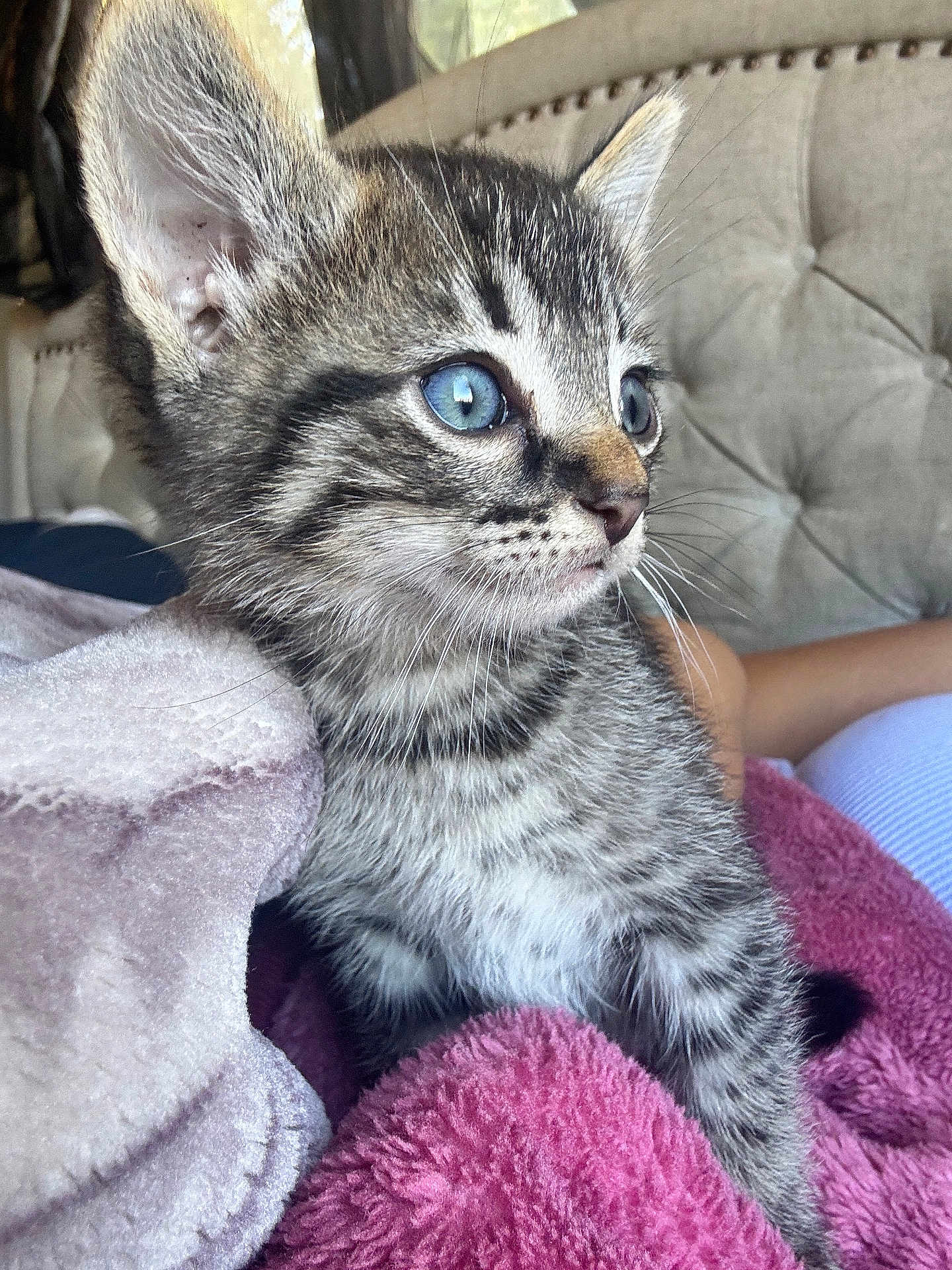 Tigre is registered to the contest to win money with this photo: kitten, tabby, blue_eyes, close_up, fur, whiskers, blanket, bedroom, cozy, soft_texture, pet, young_animal, indoor, curious, animal_portrait, feline, domestic_cat, cute, small_animal, resting