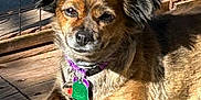 Miss Skylar Brooklyn joined the competition — help win amazing prizes! accessories, animal, bodypart, canine, chihuahua, cockerspaniel, dog, doghouse, fence, hound, leash, papillon, pet, plywood, pug, puppy, slate, strap, terrier, wood