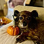 Miss Skylar Brooklyn joined the competition — help win amazing prizes! animal, autumn, beige, brown_fur, closeup, companion, couch, cozy, cute, decor, dog, fall, holiday, indoor, pet, portrait, pumpkin, relaxed, small_dog, soft_light