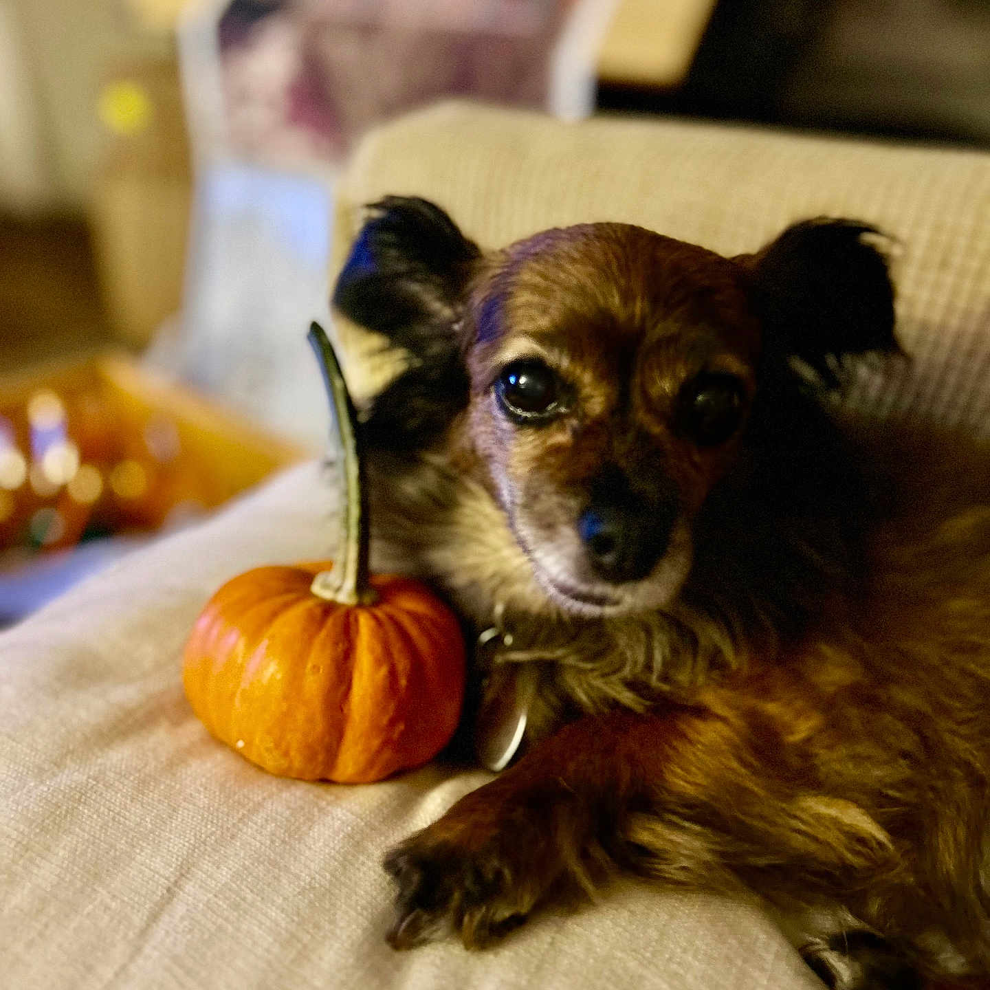 Miss Skylar Brooklyn is registered to the contest to win money with this photo: animal, autumn, brown_fur, closeup, companion, couch, cozy, curious, cute, decor, dog, fall, home, indoor, pet, portrait, pumpkin, relaxed, small_dog, soft_fabric
