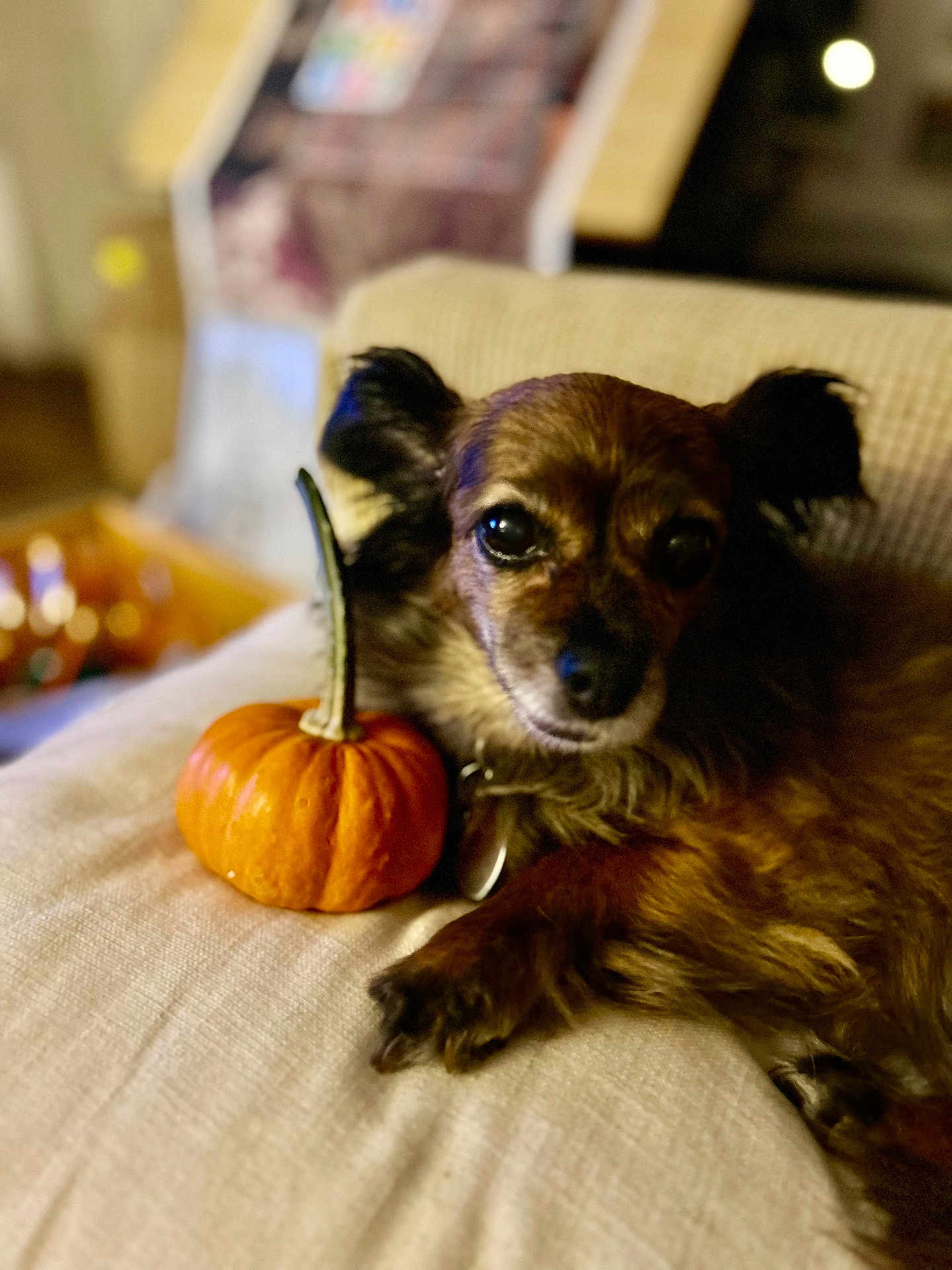 Miss Skylar Brooklyn is registered to the contest to win money with this photo: animal, autumn, brown_fur, closeup, companion, couch, cozy, curious, cute, decor, dog, fall, home, indoor, pet, portrait, pumpkin, relaxed, small_dog, soft_fabric