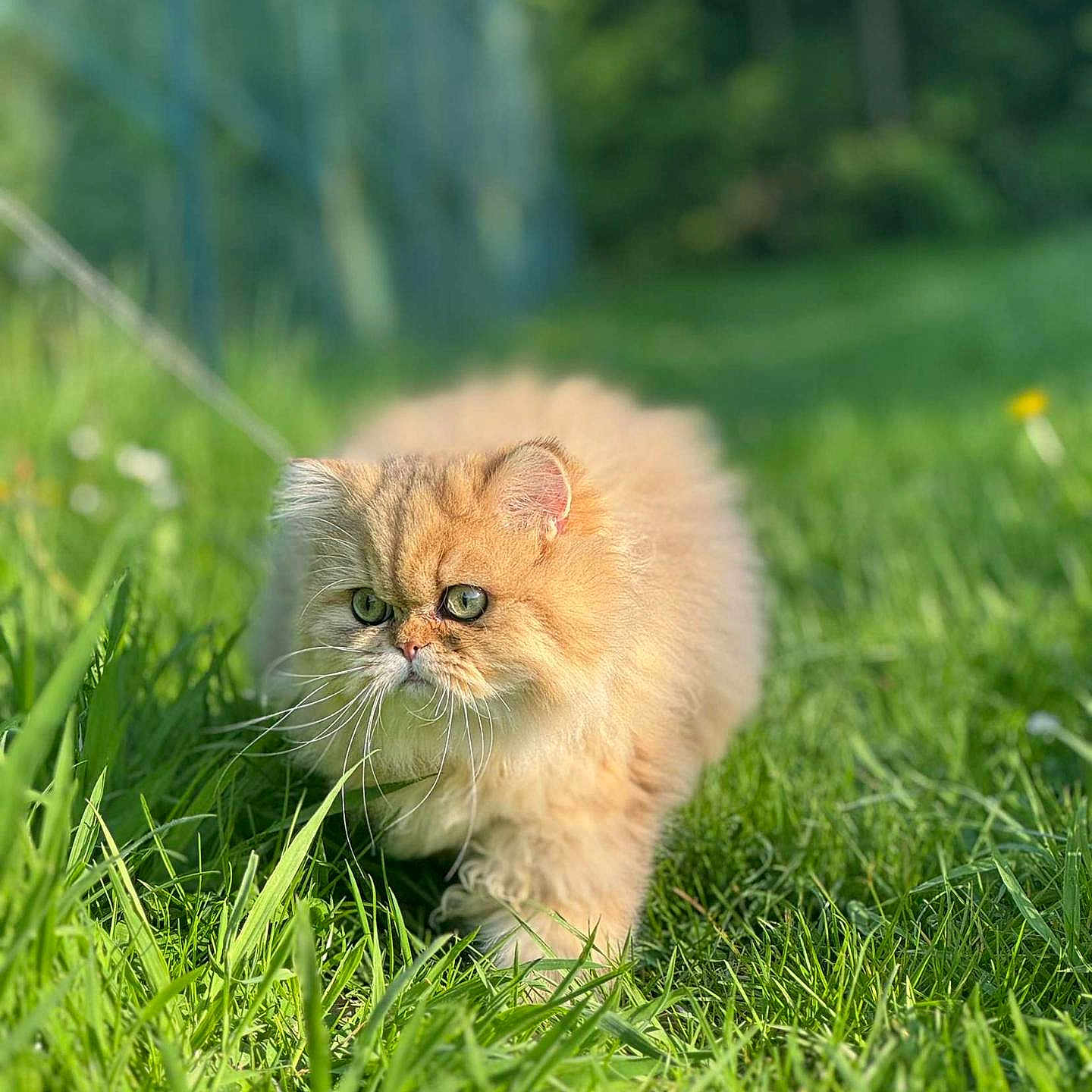 Sully participe au concours pour gagner de l'argent avec cette photo : animal, cat, closeup, cute, daytime, eyes, feline, fluffy, garden, golden, grass, green, mammal, nature, outdoor, pet, portrait, sunlight, walking, whiskers
