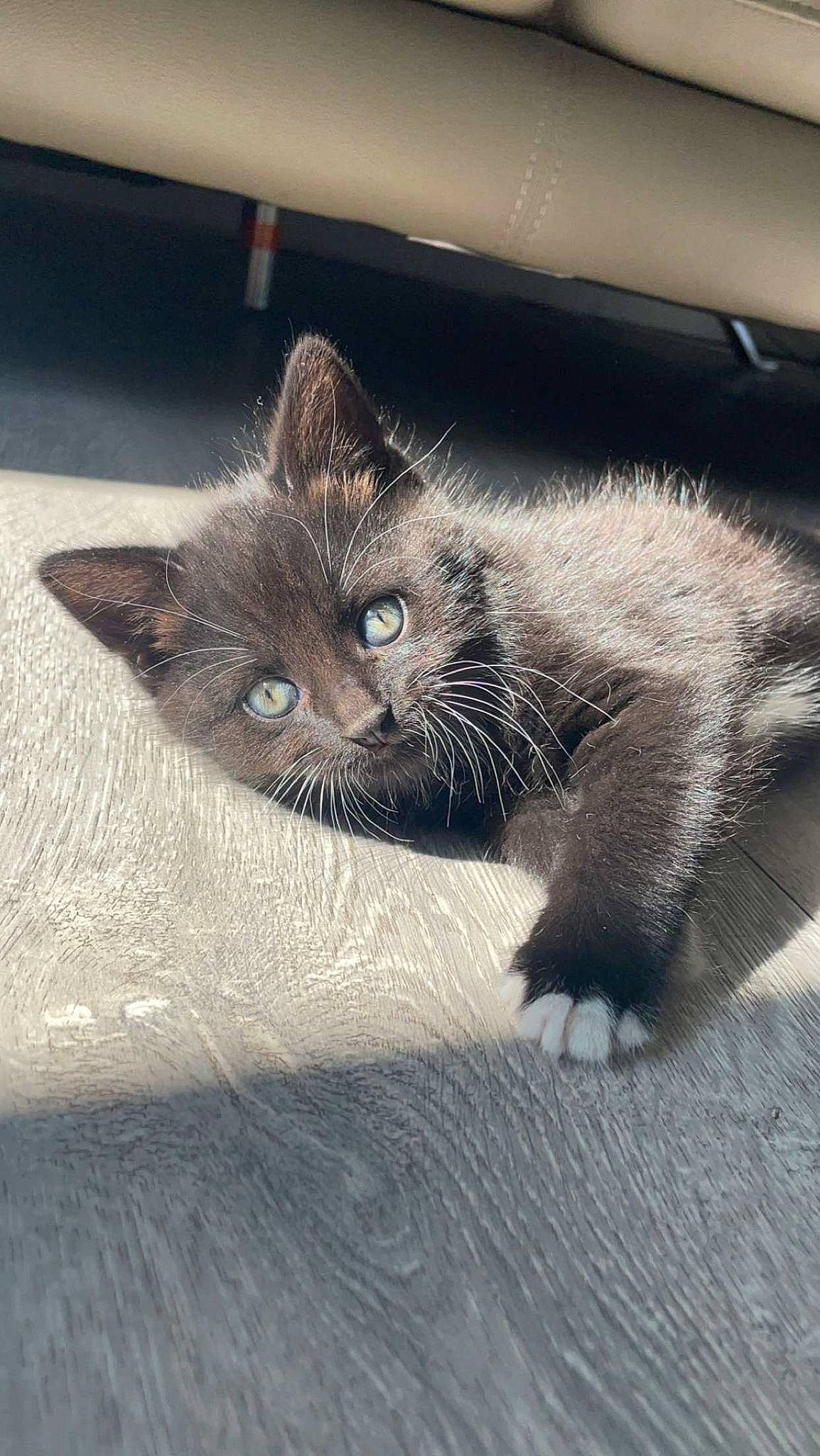 Bella Boo is registered to the contest to win money with this photo: black_cat, carnivore, cat, claw, domestic_short_haired_cat, felidae, floor, flooring, fur, grey, hardwood, metal, paw, sitting, small_to_medium_sized_cats, snout, tail, whiskers, window, wood