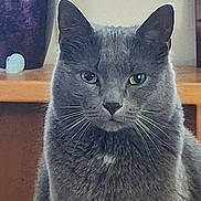 Monkey joined the competition — help win amazing prizes! animal, calm, cat, closeup, decor, domestic, feline, focused, fur, gray_cat, green_eyes, household, indoor, pet, portrait, sitting, still_life, vase, whiskers, wooden_shelf