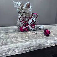 Twiggy joined the competition — help win amazing prizes! adorable, animal, bells, cat, curious, cute, decorative, domestic, feline, fluffy, gray_background, holiday, indoor, kitten, pet, ribbon, small, still_life, wooden_surface, young