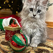 Twiggy is registered to the contest to win money with this photo: kitten, cat, gray_cat, fluffy, christmas_ornament, gift_box, carpet, indoor, holiday, decorations, christmas_tree, festive, cute, pet, young_cat, animal, close_up, soft_fur, curious, domestic_cat