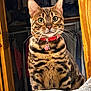 cat, bengal_cat, pet, indoor, collar, green_eyes, fur_pattern, bedspread, wardrobe, wooden_frame, domestic_animal, whiskers, portrait, feline, sitting, close_up, animal, cute, curious, household