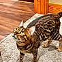 Sukie joined the competition — help win amazing prizes! cat, bengal_cat, pet, indoor, carpet, wood_floor, door_frame, animal, feline, whiskers, curious, alert, striped, spotted, walking, domestic_animal, fur_pattern, ears, tail, four_legs