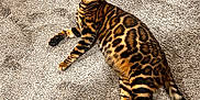 Sukie is registered to the contest to win money with this photo: bengal_cat, cat, pet, animal, feline, indoor, carpet, patterned_fur, alert, curious, whiskers, tail, ears, legs, looking_up, texture, brown, black, orange, domestic_cat