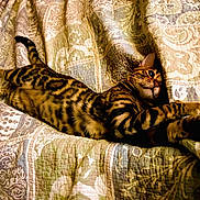 Sukie is registered to the contest to win money with this photo: cat, bengal_cat, pet, animal, feline, striped, quilt, bed, stretching, relaxed, indoor, fur, whiskers, ears, paws, patterned, sleepy, cozy, comfort, warm_lighting