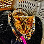 Sukie joined the competition — help win amazing prizes! cat, tabby_cat, pet_bed, leopard_print, pet_carrier, indoor, animal, feline, whiskers, ears, fur, close_up, leash, pink_leash, cozy, resting, curious, captive, domestic_animal, focused