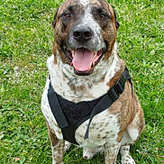 Welcome a rejoint le concours — aidez-le/la à gagner de superbes lots ! dog, brindle, harness, grass, outdoor, pet, sitting, happy, tongue_out, canine, animal, nature, smiling, fur, cute, friendly, playful, summer, daylight, mammal