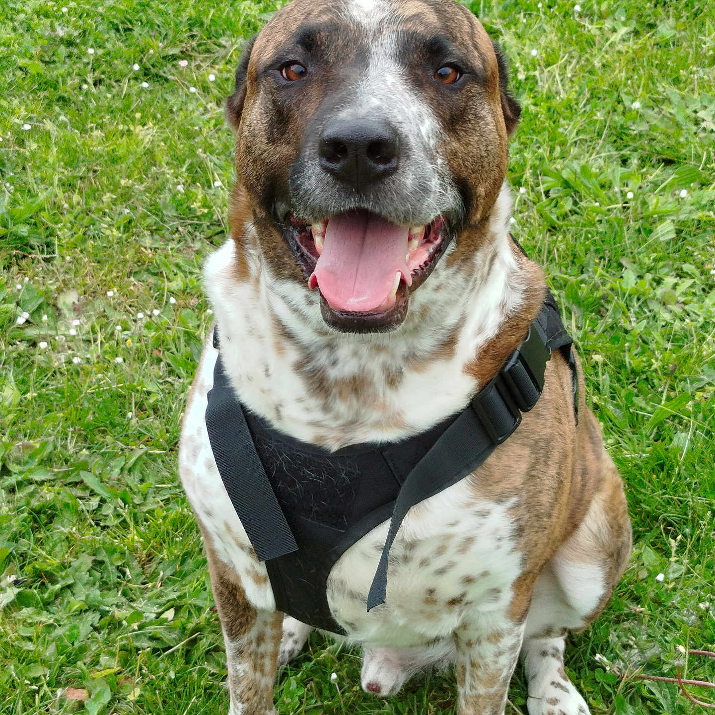 Welcome a rejoint le concours — aidez-le/la à gagner de superbes lots ! dog, brindle, harness, grass, outdoor, pet, sitting, happy, tongue_out, canine, animal, nature, smiling, fur, cute, friendly, playful, summer, daylight, mammal