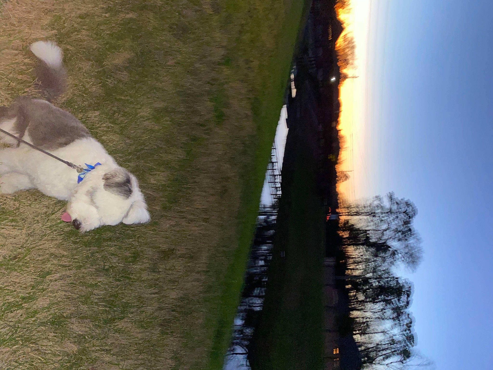 Dior joined the competition — help win amazing prizes! carnivore, companion_dog, dog, dog_breed, felidae, grass, heat, plant, shadow, sky, small_to_medium_sized_cats, sporting_group, sunlight, tail, tree, trunk, water, whiskers, wood, working_animal