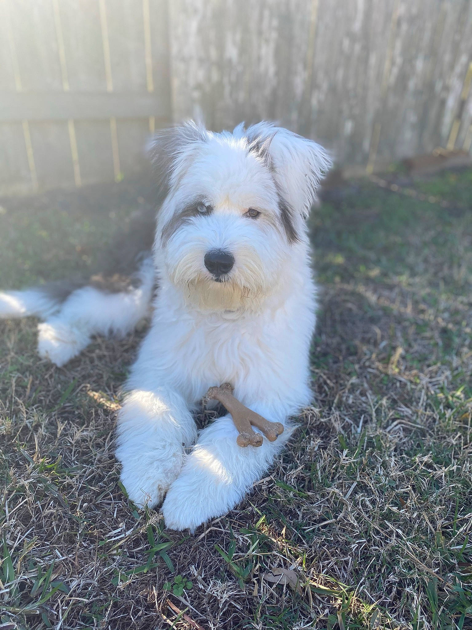 Dior is registered to the contest to win money with this photo: biewer_terrier, canidae, carnivore, cockapoo, companion_dog, dog, dog_breed, fence, grass, home_fencing, maltepoo, plant, poodle_crossbreed, small_terrier, soil, sporting_group, tail, terrier, toy_dog, working_animal