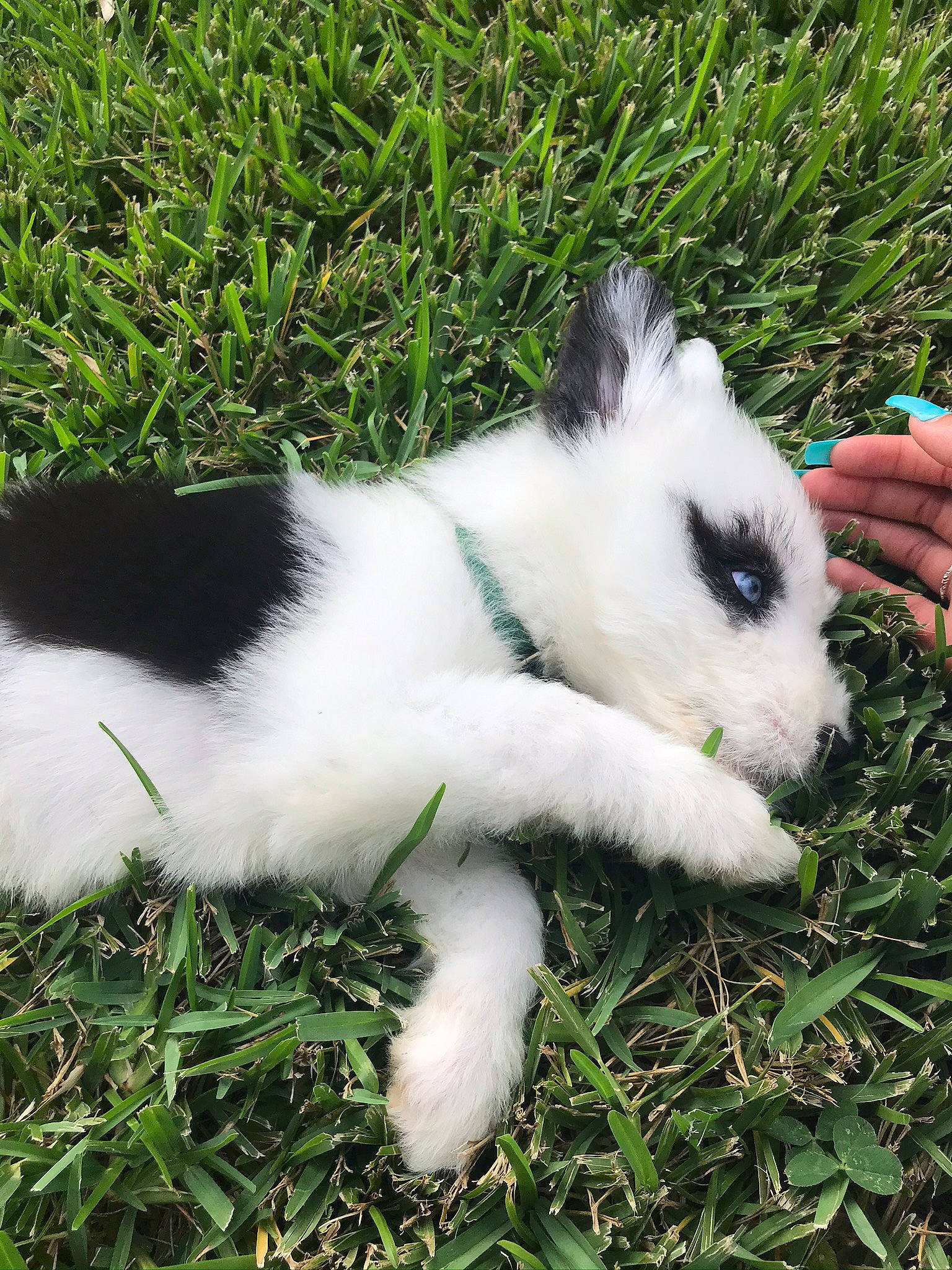 Dior is registered to the contest to win money with this photo: carnivore, cat, companion_dog, dog_breed, domestic_rabbit, felidae, fur, grass, grassland, groundcover, herb, pasture, plant, rabbit, rabbits_and_hares, small_to_medium_sized_cats, snout, tail, terrestrial_animal, whiskers