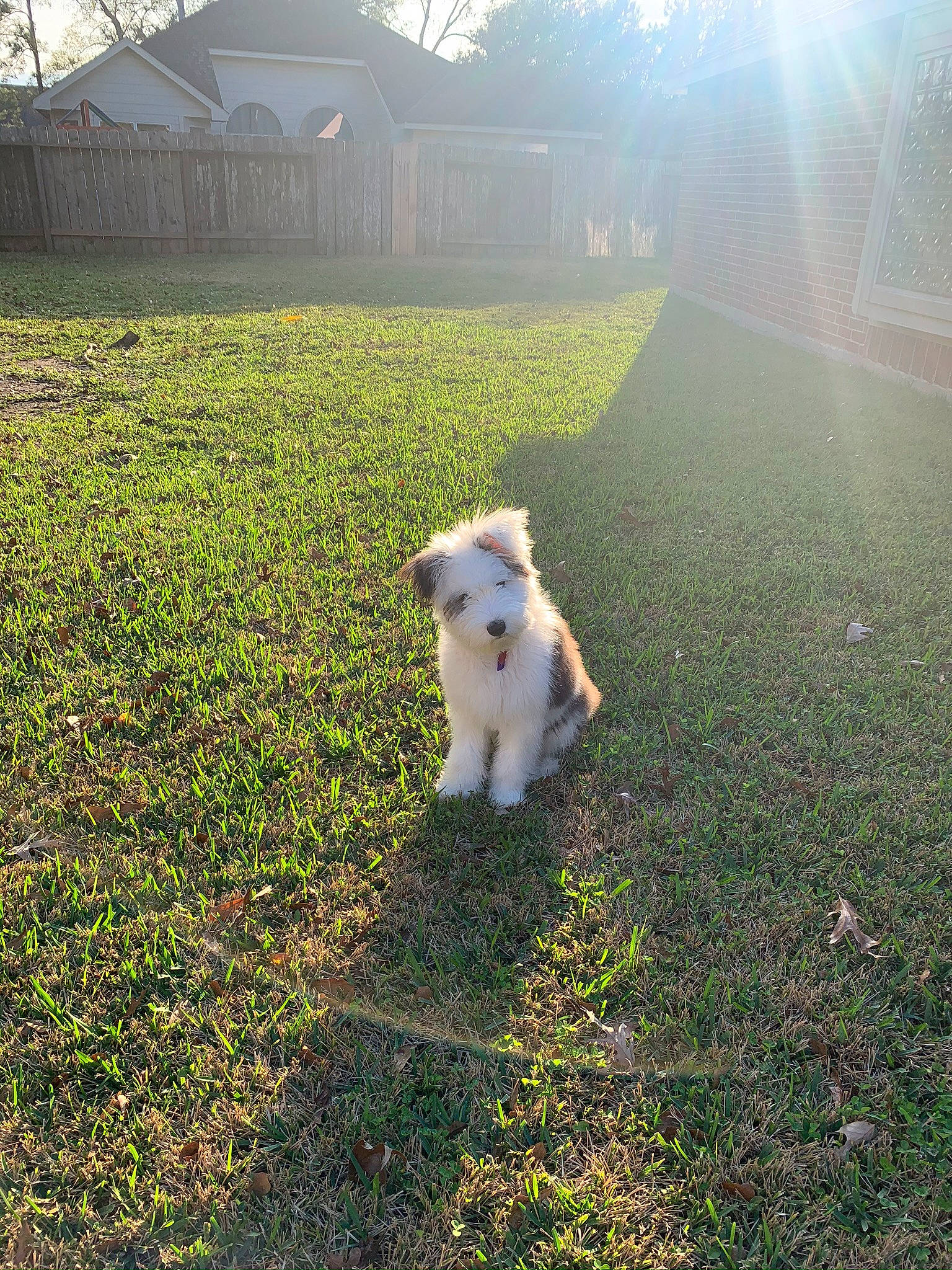 Dior joined the competition — help win amazing prizes! carnivore, companion_dog, dog, dog_breed, fawn, grass, grass_family, grassland, groundcover, lawn, light, meadow, morning, people_in_nature, plant, sporting_group, sunlight, tail, toy_dog, tree