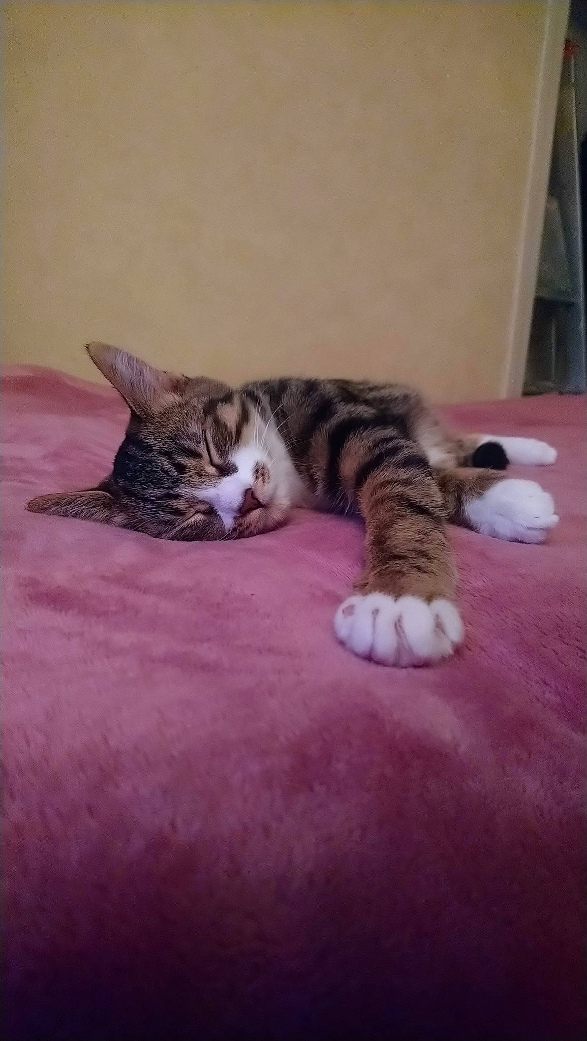 Willow participe au concours pour gagner de l'argent avec cette photo : carnivore, cat, comfort, domestic_short_haired_cat, felidae, floor, flooring, fur, hardwood, nap, paw, room, sleep, small_to_medium_sized_cats, snout, tail, vertebrate, whiskers, wood