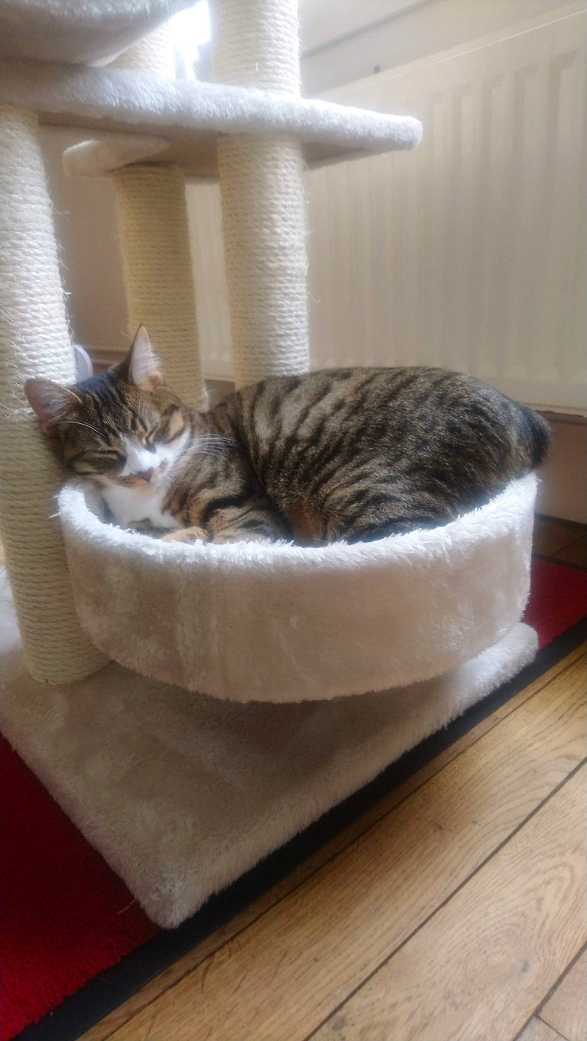 Willow a rejoint le concours — aidez-le/la à gagner de superbes lots ! carnivore, cat, cat_bed, cat_supply, comfort, domestic_short_haired_cat, fawn, felidae, floor, flooring, fur, grey, hardwood, pet_supply, room, small_to_medium_sized_cats, tail, whiskers, wood, wood_flooring