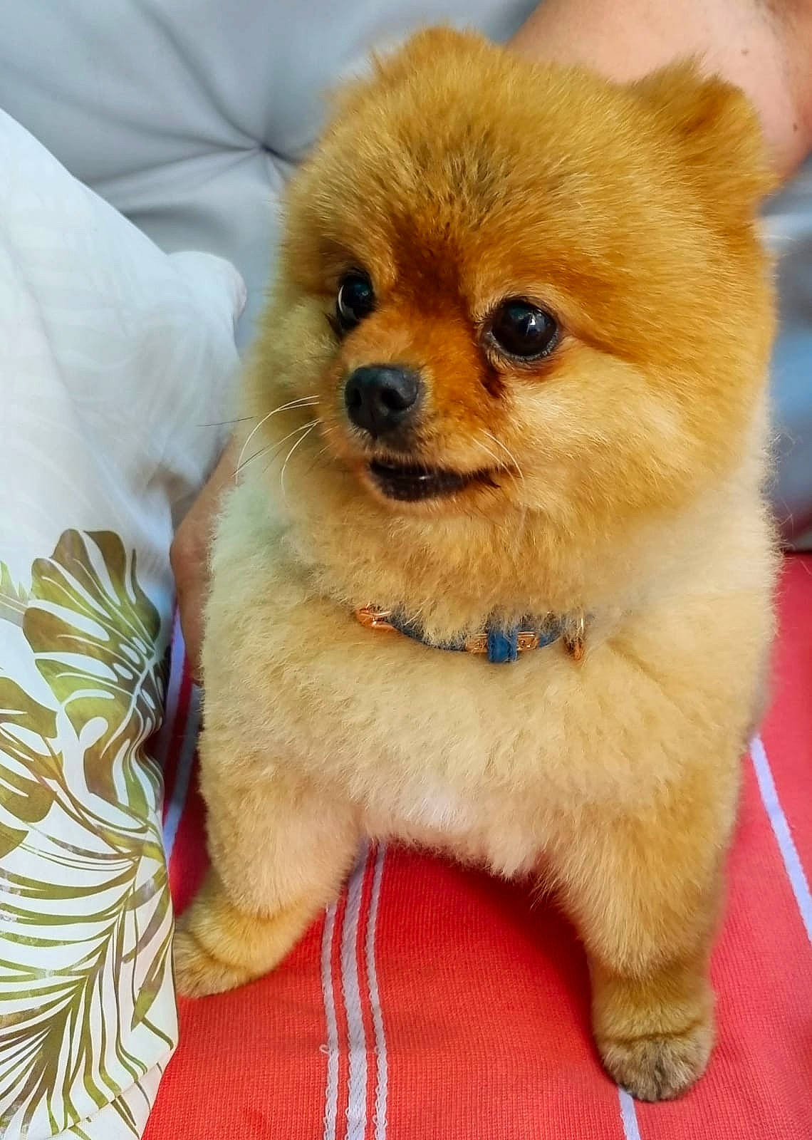 Moscou participe au concours pour gagner de l'argent avec cette photo : ancient_dog_breeds, carnivore, companion_dog, dog, dog_breed, dog_supply, fawn, fur, liver, non_sporting_group, snout, spitz, terrestrial_animal, toy_dog, whiskers, working_animal