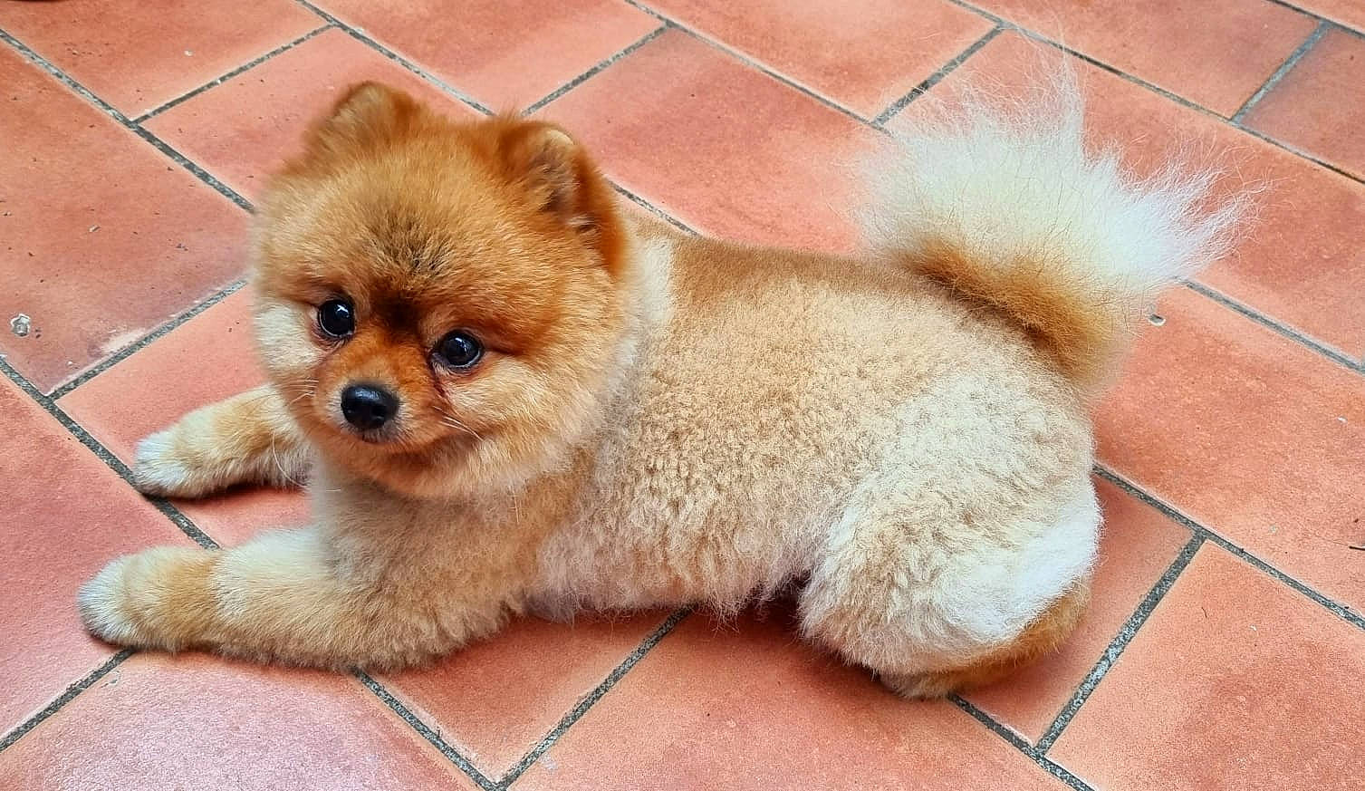 Moscou a rejoint le concours — aidez-le/la à gagner de superbes lots ! ancient_dog_breeds, canidae, carnivore, companion_dog, dog, dog_breed, fawn, flooring, fur, german_spitz, liver, non_sporting_group, snout, spitz, tail, terrestrial_animal, tile_flooring, toy_dog, whiskers, wildlife