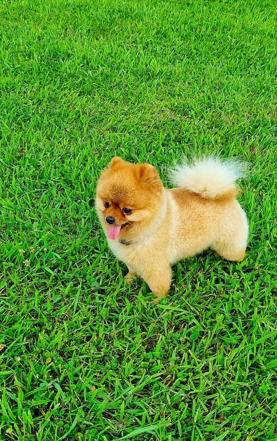 Moscou participe au concours pour gagner de l'argent avec cette photo : canidae, carnivore, companion_dog, dog, dog_breed, fawn, fur, german_spitz, german_spitz_klein, german_spitz_mittel, grass, groundcover, plant, snout, spitz, sporting_group, tail, toy_dog, volpino_italiano, wildlife