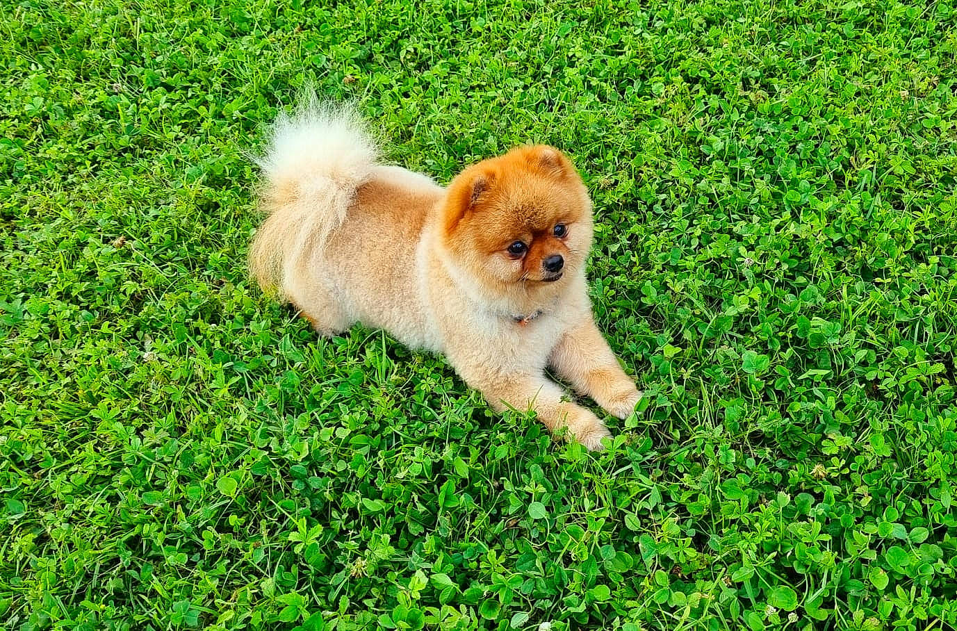 Moscou participe au concours pour gagner de l'argent avec cette photo : canidae, carnivore, companion_dog, dog, dog_breed, fawn, fur, german_spitz, german_spitz_klein, grass, groundcover, plant, puppy, snout, spitz, sporting_group, tail, toy_dog, volpino_italiano, wildlife