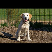 Voltaire a rejoint le concours — aidez-le/la à gagner de superbes lots ! dog, golden_retriever, puppy, outdoor, fence, dirt, grass, sunlight, animal, pet, canine, sitting, tongue_out, happy, collar, nature, young, friendly, domestic_animal, playful