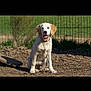 dog, golden_retriever, puppy, outdoor, fence, dirt, grass, sunlight, animal, pet, canine, sitting, tongue_out, happy, collar, nature, young, friendly, domestic_animal, playful