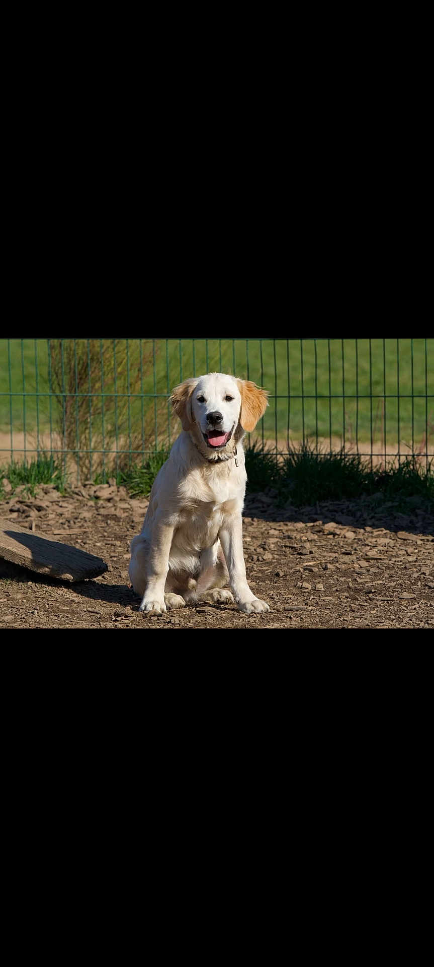 Voltaire a rejoint le concours — aidez-le/la à gagner de superbes lots ! dog, golden_retriever, puppy, outdoor, fence, dirt, grass, sunlight, animal, pet, canine, sitting, tongue_out, happy, collar, nature, young, friendly, domestic_animal, playful