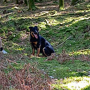 Vaillant a rejoint le concours — aidez-le/la à gagner de superbes lots ! animal, black_dog, canine, daylight, dog, forest, greenery, happy, moss, nature, outdoor, pet, scenery, sitting, sunlight, tan_markings, tongue_out, trees, wildlife, woodland