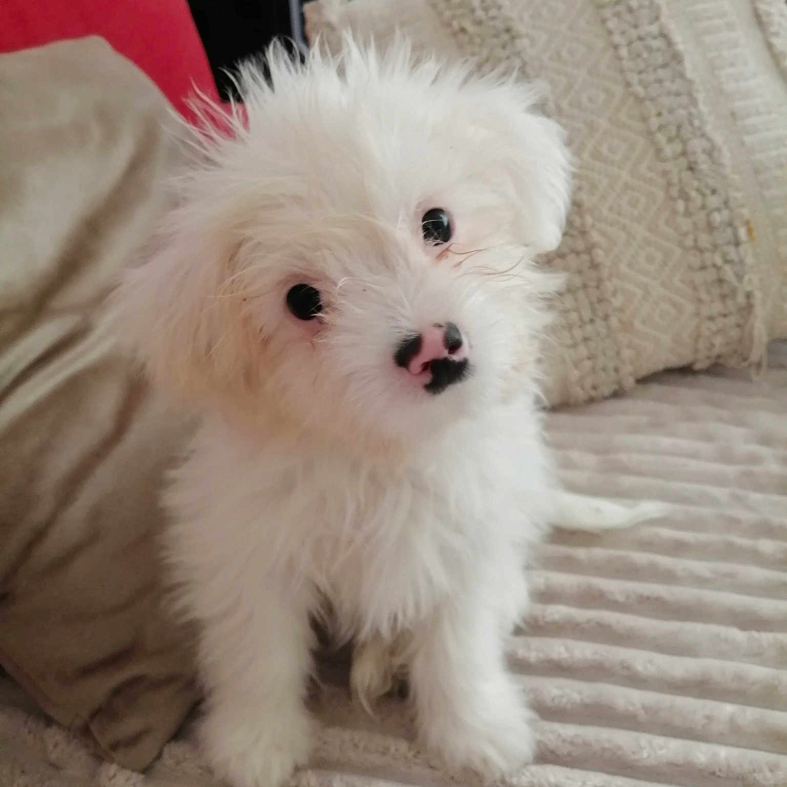 Lilio