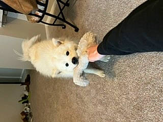 Winston is registered to the contest to win money with this photo: carnivore, companion_dog, dog, dog_breed, dog_supply, fawn, floor, flooring, fur, hardwood, houseplant, non_sporting_group, plant, puppy, snout, tail, toy_dog, whiskers, wood, working_animal