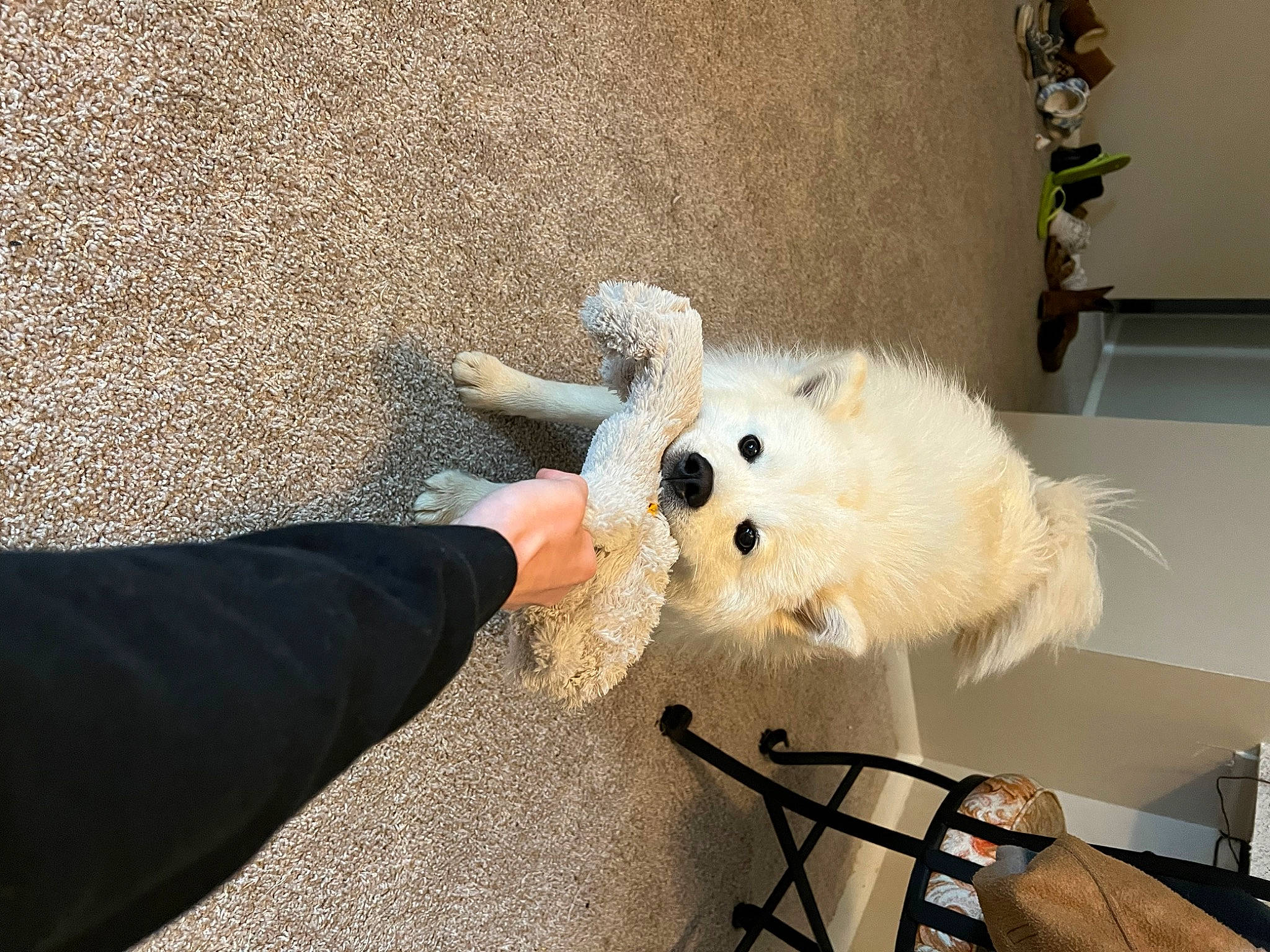 Winston is registered to the contest to win money with this photo: ball, canidae, chair, cockatoo, companion_dog, dog, dog_breed, flooring, fur, houseplant, mammal, plant, plush, room, snout, sporting_group, stuffed_toy, teddy_bear, toy, toy_dog