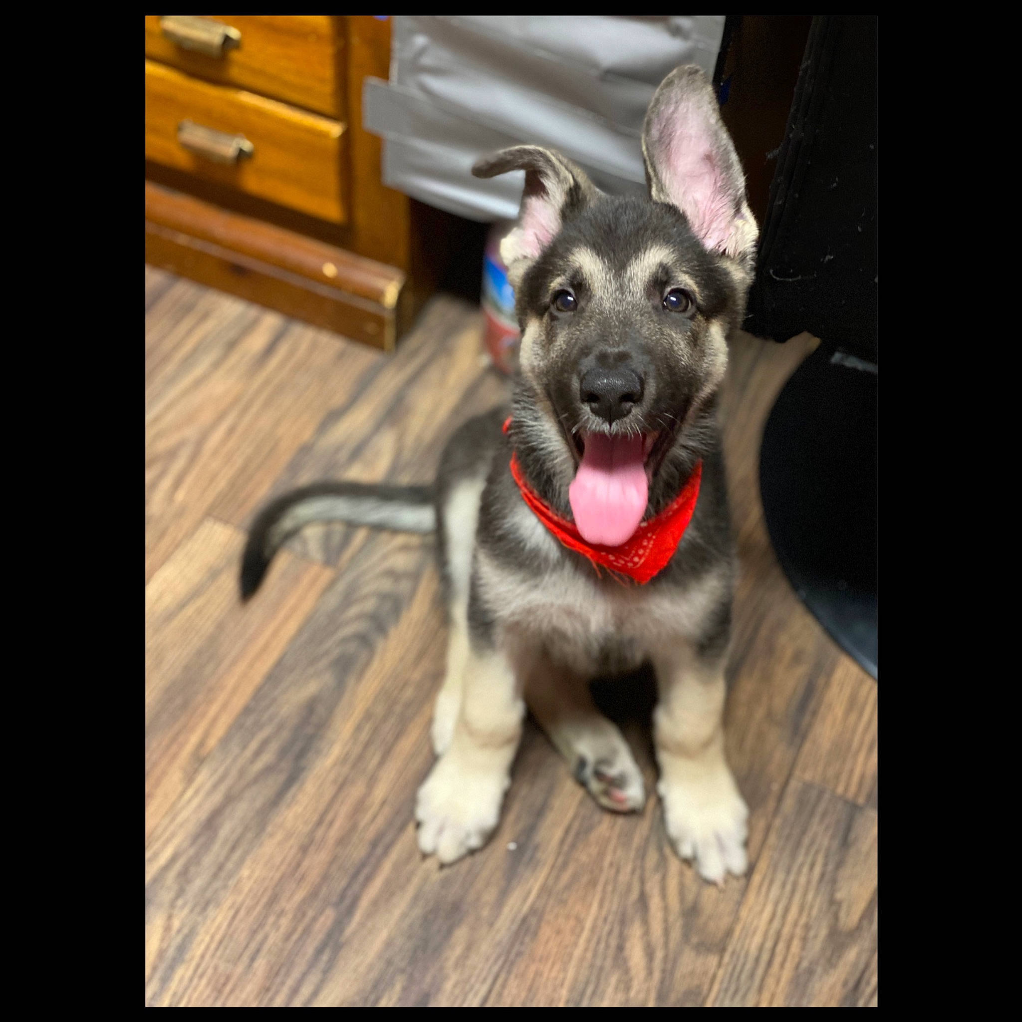 Jäger joined the competition — help win amazing prizes! canidae, carnivore, dog, dog_breed, east_european_shepherd, fawn, german_shepherd_dog, labrador_husky, mammal, native_american_indian_dog, norwegian_elkhound, paw, puppy, rare_breed_dog, shiloh_shepherd_dog, siberian_husky, snout, sporting_group, vertebrate, working_dog