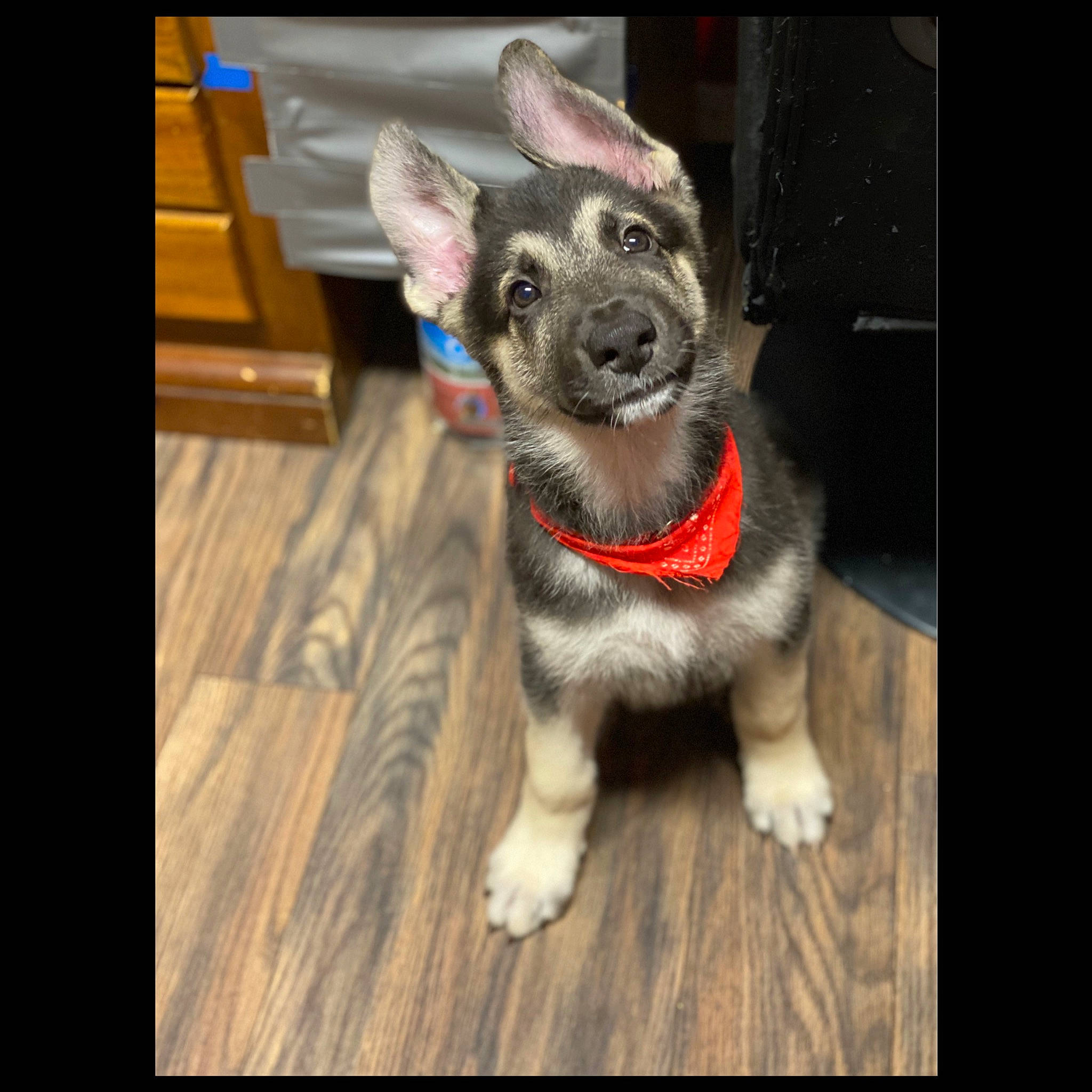 Jäger is registered to the contest to win money with this photo: canidae, carnivore, dog, dog_breed, ear, fawn, mammal, paw, photo_caption, photography, puppy, puppy_love, rare_breed_dog, snout, sporting_group, swedish_vallhund, vertebrate, whiskers, working_dog