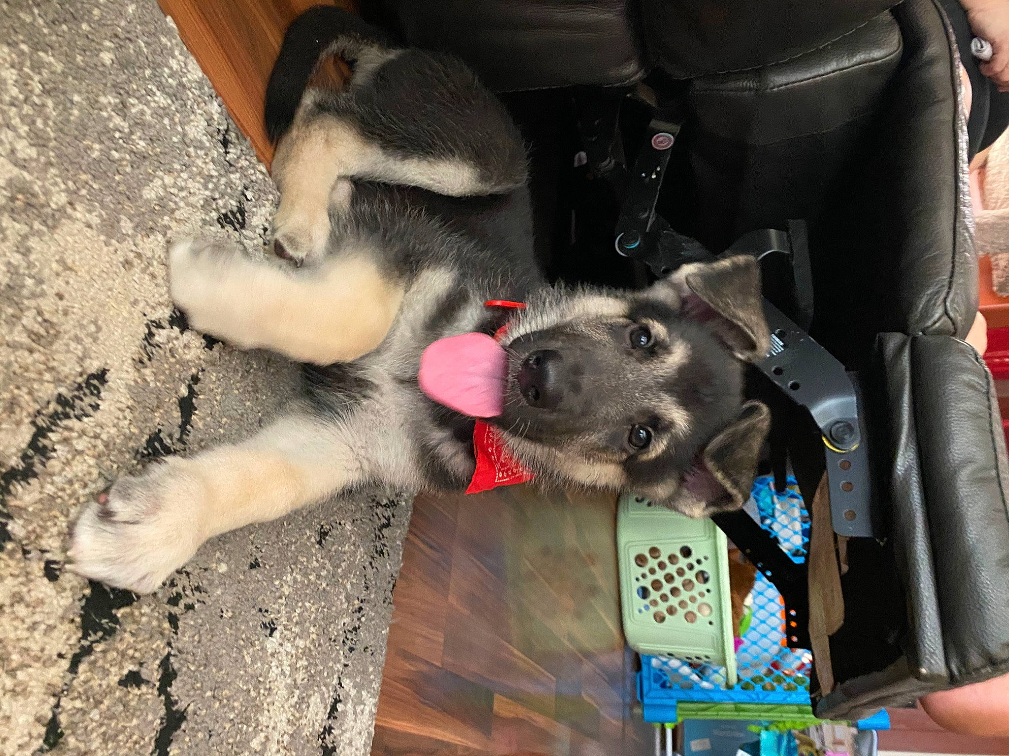 Jäger is registered to the contest to win money with this photo: canidae, carnivore, dog, dog_breed, mammal, snout, sporting_group