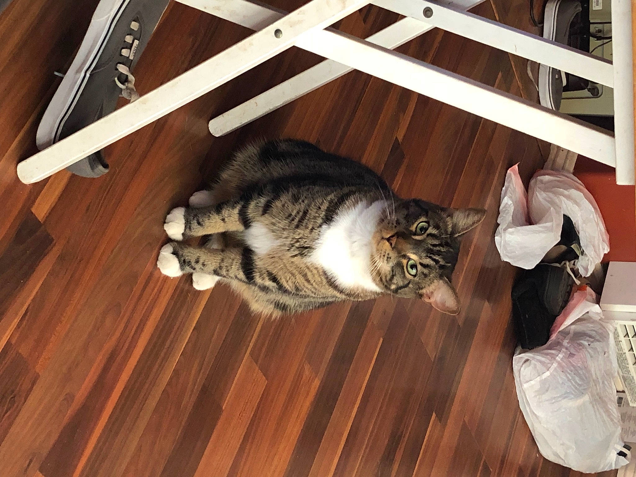 Cooper is registered to the contest to win money with this photo: carnivore, cat, domestic_short_haired_cat, european_shorthair, felidae, floor, flooring, fur, hardwood, laminate_flooring, norwegian_forest_cat, room, small_to_medium_sized_cats, tabby_cat, tail, whiskers, wood, wood_flooring
