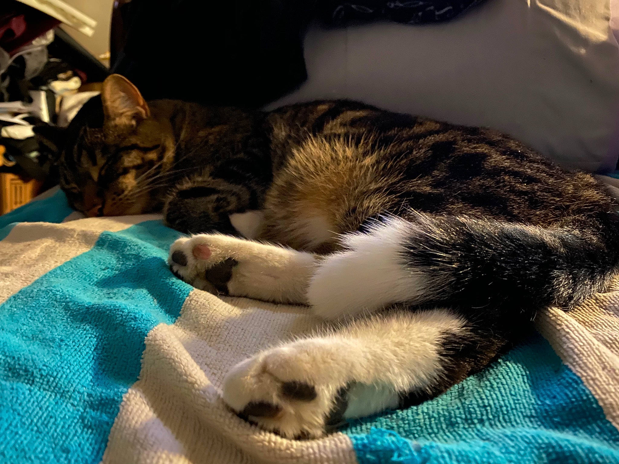 Cooper joined the competition — help win amazing prizes! asian, carnivore, cat, claw, domestic_short_haired_cat, dragon_li, european_shorthair, eye, felidae, fur, kitten, nap, paw, polydactyl_cat, sleep, small_to_medium_sized_cats, snout, tabby_cat, tail, whiskers