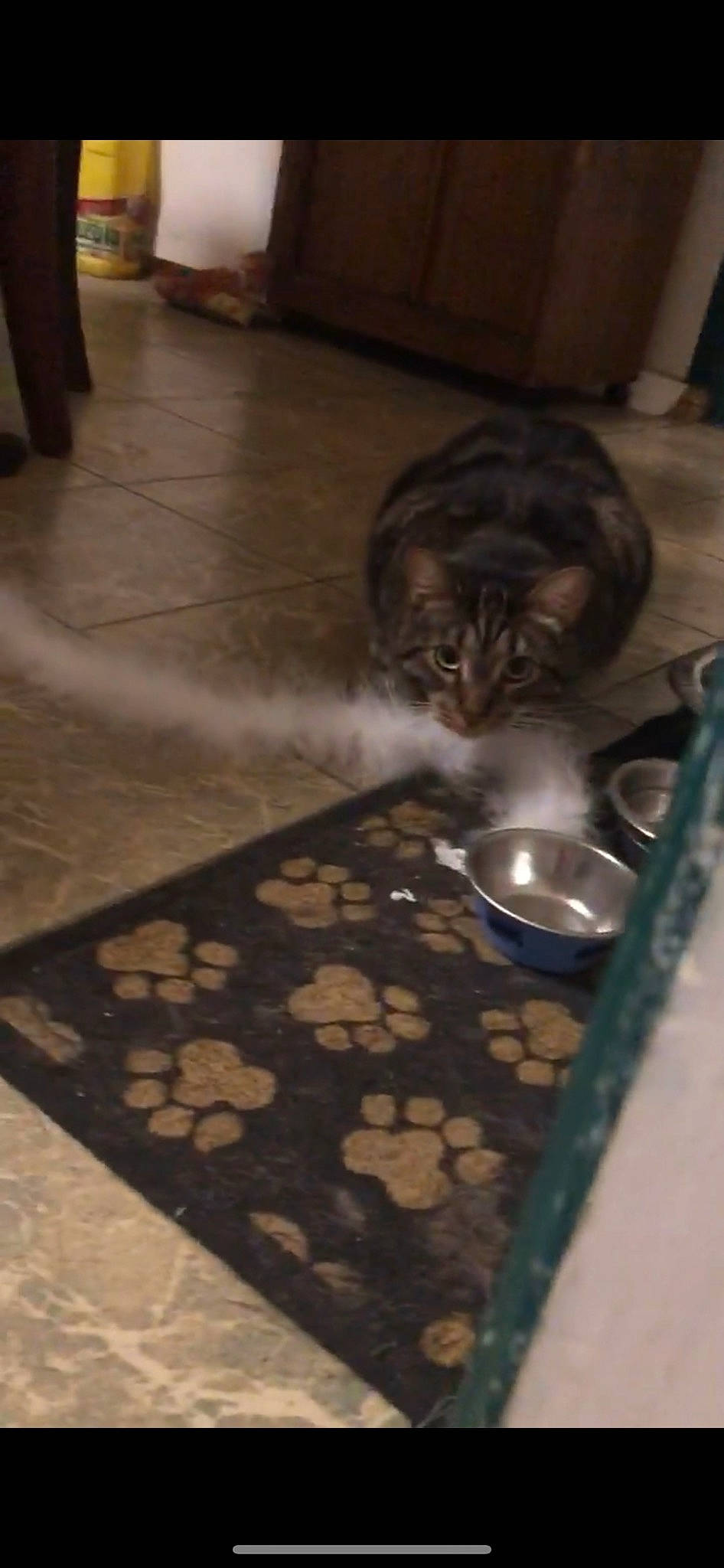 Cooper is registered to the contest to win money with this photo: american_shorthair, bengal, brown, carnivore, cat, domestic_short_haired_cat, european_shorthair, felidae, floor, flooring, fur, hardwood, kitten, mammal, room, small_to_medium_sized_cats, tabby_cat, tile, whiskers, wood