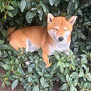 Ushka participe au concours pour gagner de l'argent avec cette photo : adorable, animal, bush, canine, cute, dog, eyes_closed, fur, greenery, ground, leaves, nature, outdoor, peaceful, pet, relaxing, resting, shiba_inu, small_dog, smiling