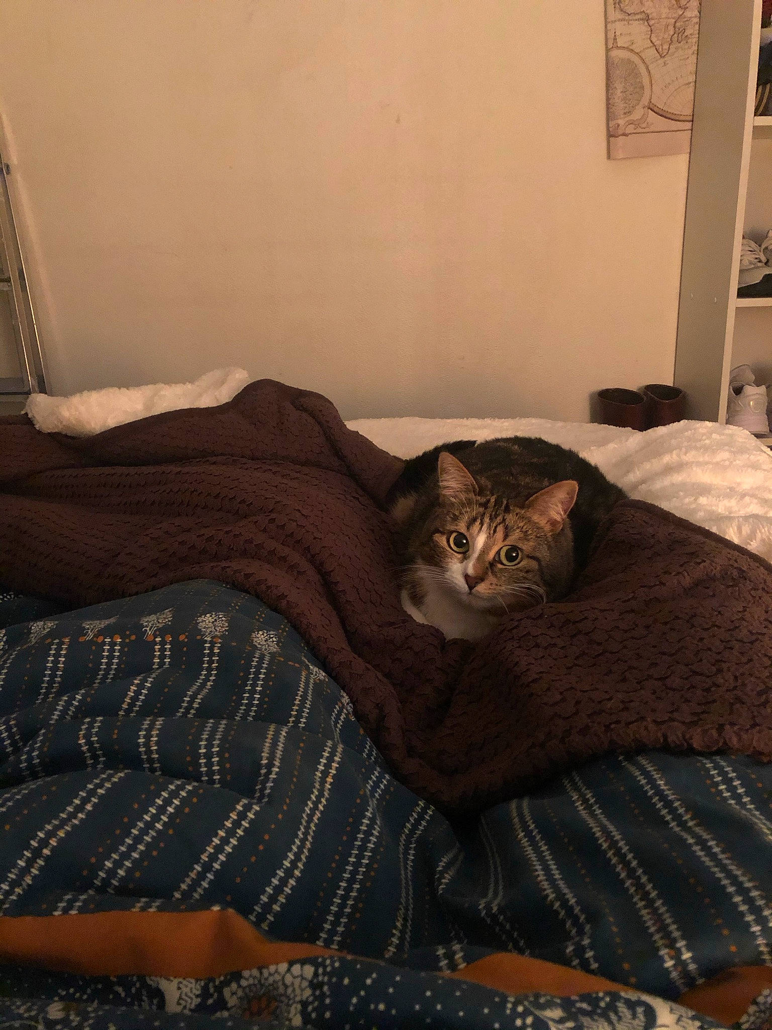 Bahia participe au concours pour gagner de l'argent avec cette photo : bedding, brown, carnivore, cat, comfort, couch, fawn, felidae, flooring, fur, grey, hardwood, house, linens, picture_frame, room, small_to_medium_sized_cats, tail, whiskers, wood