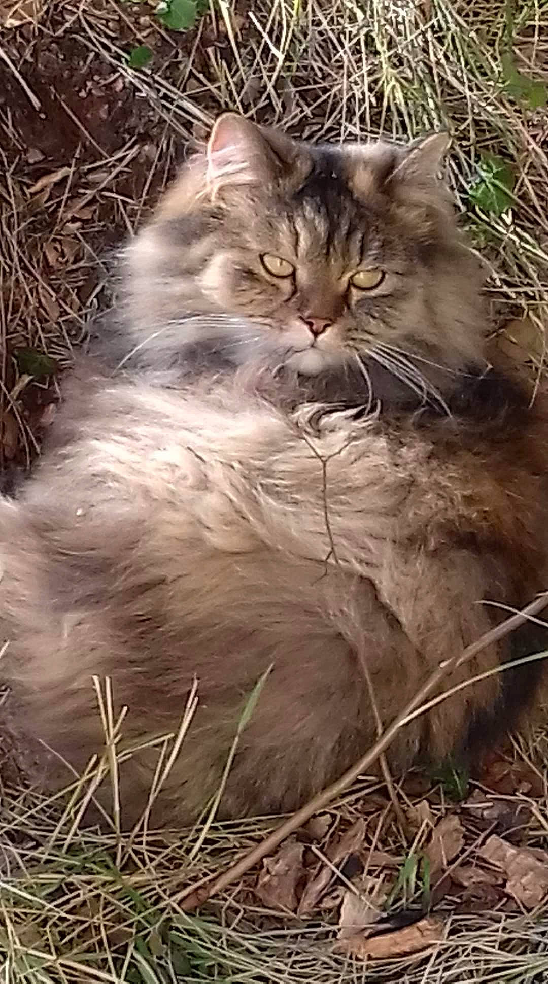 Haya participe au concours pour gagner de l'argent avec cette photo : carnivore, cat, fawn, felidae, fur, grass, maine_coon, monochrome_photography, small_to_medium_sized_cats, snout, terrestrial_animal, twig, whiskers, wildlife, wood