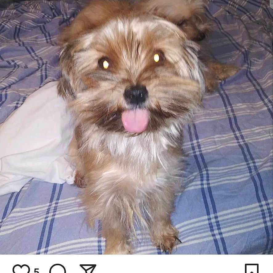 Lola is registered to the contest to win money with this photo: advertisement, affenpinscher, animal, bodypart, canine, dog, face, furniture, head, indoors, mouth, page, person, pet, photography, poster, puppy, teeth, terrier, text